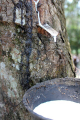 Rubber Tree, Malaysia