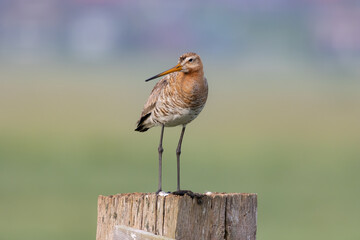Obraz premium Godwit