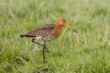 Godwit