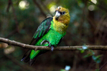 blue and yellow parrot