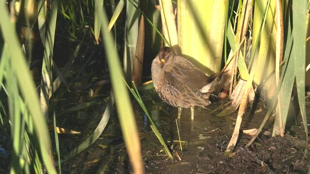 Sora Rail Bird in Summer in Mud at Marsh or Wetland
