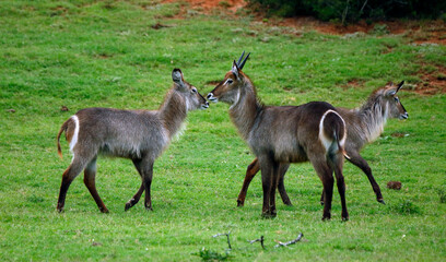 Waterbuck antelopes