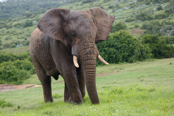 Obraz premium African elephant bull