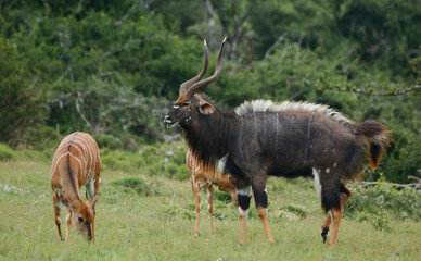 Nyala antelopes in woodland
