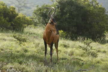 Red hartebeest