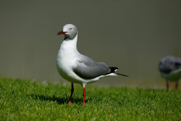 Fototapeta premium seagull on the grass