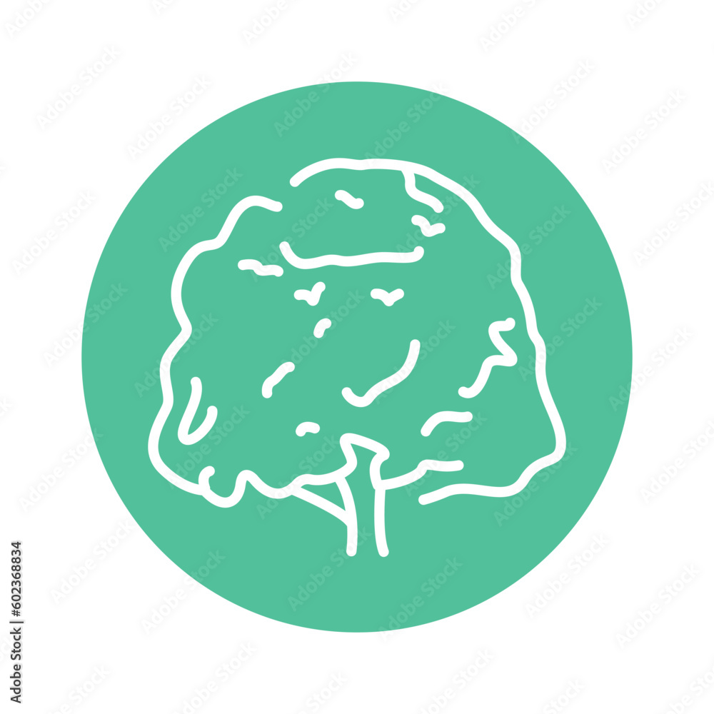 Poster beech tree color line icon. pictogram for web page