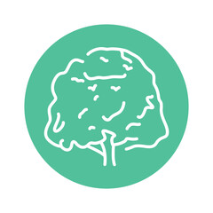 Beech tree color line icon. Pictogram for web page