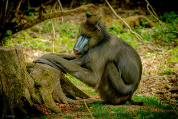 Mandrill 
