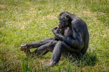 Singe