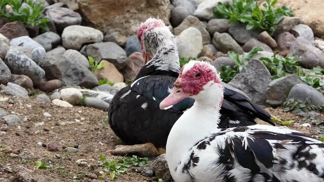 Muscovite duck sitting in zoo

