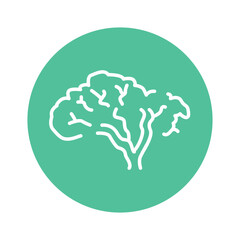 Velvet Amur tree color line icon. Pictogram for web page