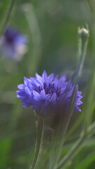 Obraz premium flower in the garden