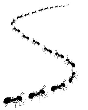 colony of marching ants, ant road
