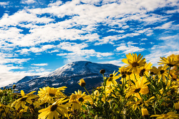 
Nevado del Ruiz. Typical Colombian snowy landscape.
snow covered mountain. Yellow flowers in the foreground, sunflowers