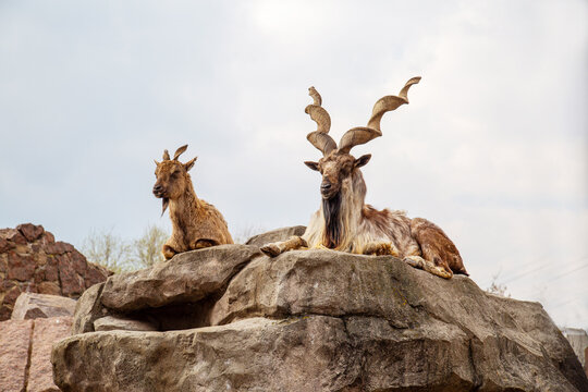 Tajik screw-horned goat (Markhur) with beautiful unusual horns with his female sitting on the edge of a cliff on a sunny day. Animals, mammals, predators.