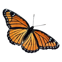 Butterfly isolated on white transparent PNG background