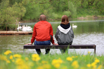 Couple sitting on a bench in spring park, view through dandelion flowers. Man and woman looking at white swans swimming in a lake