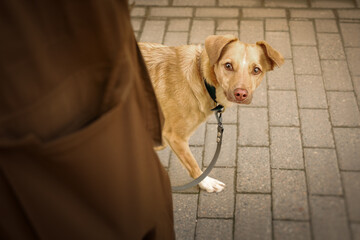 Urban portrait of small red dog