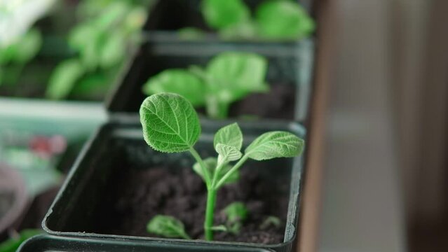 New hydrangeas growing in pots at home. Propagating healthy plants from cuttings. Green non-blooming hydrangea plants in pots in greenhouse. Bigleaf cuttings in pots. Spring gardening. Propagation.