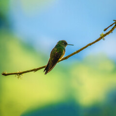 Beautiful and small bird typical of Colombia
