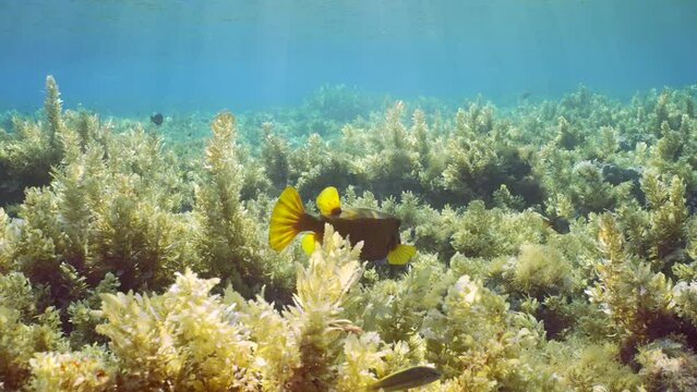 Yellow Boxfish (Ostracion cubicus) swims over thickets Seaweed Brown Sargassum on seagrass meadow in bright sunny day on sunrays, Slow motion