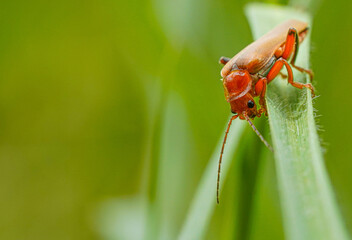 Red beetle on the grass , macro photo