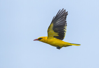 Golden Oriole In Flight From Chennai Tamil Nadu