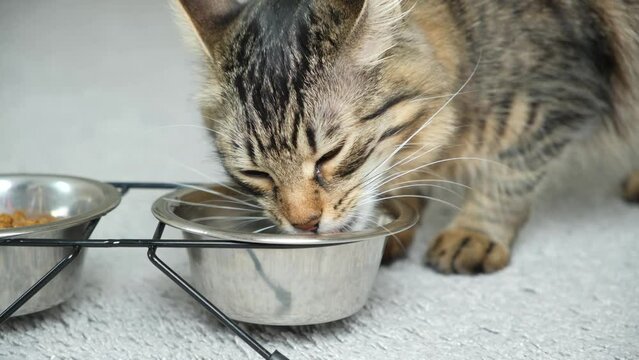 A domestic cat drinks water from a bowl