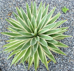 Top view of Agave in the garden with gravel floor. Close up of green Agave with stone background.