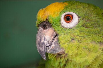 curious parrot in captivity in full color
