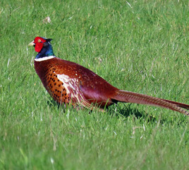 pheasant on the grass