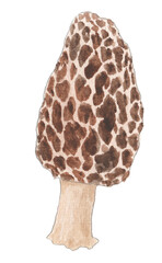 Handpainted Watercolor Illustration of Isolated Morel Mushroom, Morchella, Foraged Gourmet Edible Wild Fungi Painting, Naturalist Sketchbook Style Clipart Sketch 