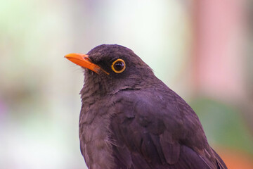 Fototapeta premium orange billed bird watching discreetly nature