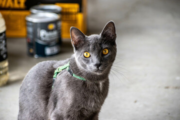 Retrato de gato ojos amarillos