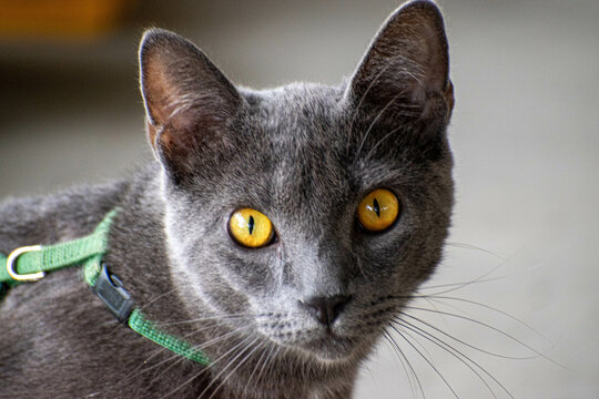 Retrato de gato ojos amarillos