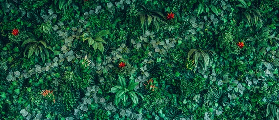 Keuken foto achterwand Gras Close up group of background tropical green leaves texture and abstract background. Tropical leaf nature concept.