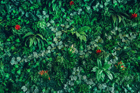 Close Up Group Of Background Tropical Green Leaves Texture And Abstract Background. Tropical Leaf Nature Concept.