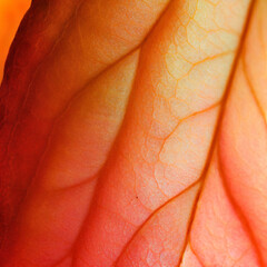 Close-up of an autumn leaf with shades, natural texture, and warm tones. Creates a cozy background for design inspiration. generative AI