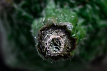 spider on a leaf