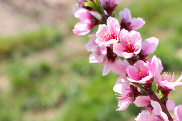 background of spring blossom tree. selective focus