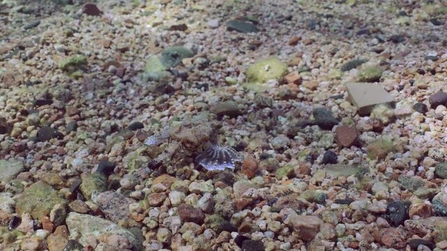 Common Seamoth, Little Dragonfish or Short Dragonfish (Eurypegasus draconis) walking on sandy rocky bottom on sunny day in sun glare 