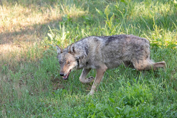 Italian Wolf photographed inside an animal rescue centre 