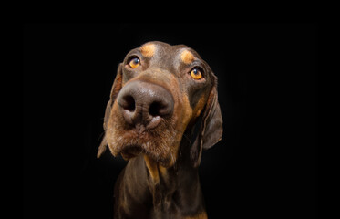 Portrait close-up serious and attentive vizsla puppy dog. Isolated on black dark background