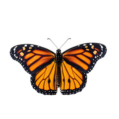 Fototapeta na wymiar Monarch Butterfly isolated on white