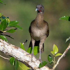 Gray-headed Chachalaca (Ortalis cinereiceps)