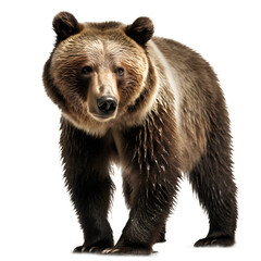 Obraz premium Bear isolated transparent background