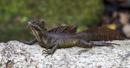 Brown Basilisk (Basiliscus vittatus)