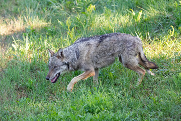 Italian Wolf photographed inside an animal rescue centre 