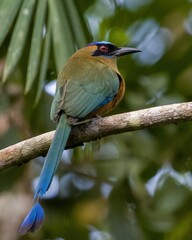 Whooping Motmot (Momotus subrufescens)